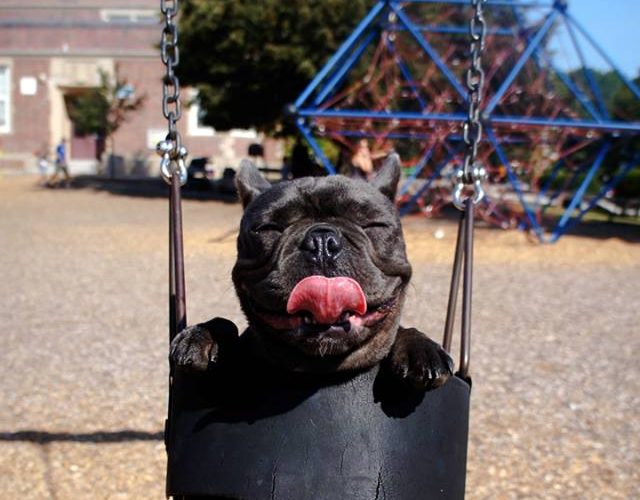 bulldog in baby swing licking his lips with a happy look on face, says today is a good day to have a good day