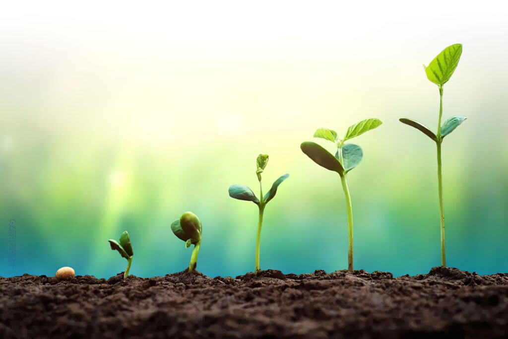 phases of plant growth from seed to fully grown
