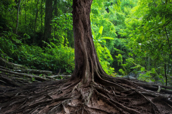 old tree in the middle of the woods with big roots